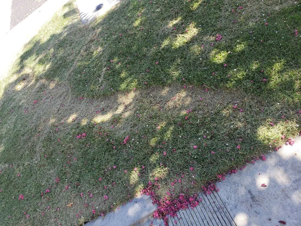 Professional landscape design in Gilroy, CA by Alpine Landscapes