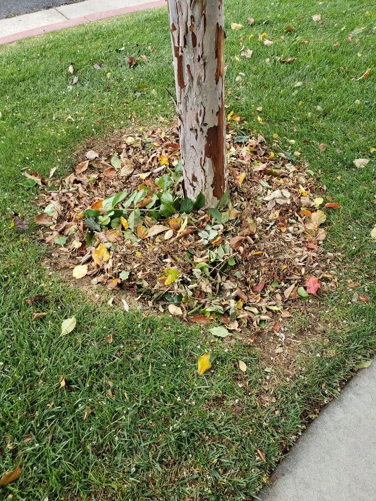 Local landscape installation with custom design across Gilroy, CA - Alpine Landscapes