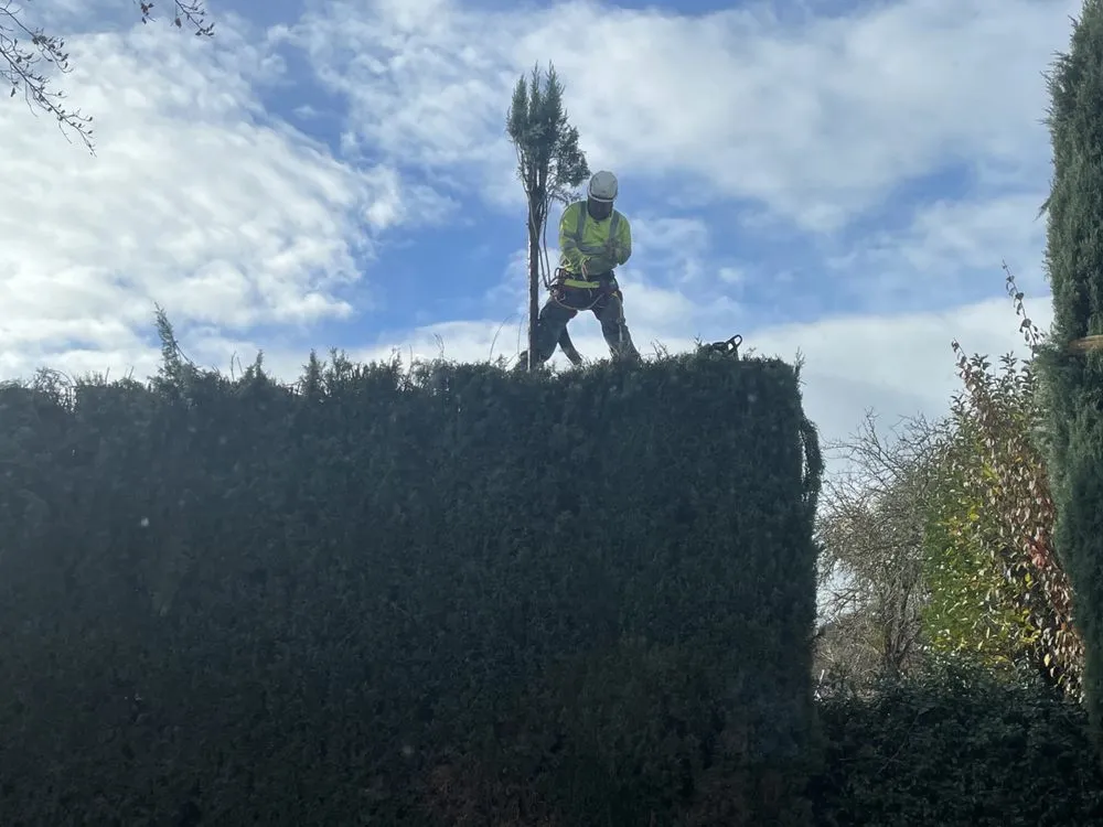 Top-rated yard maintenance experts serving Gilroy, CA - Alpine Landscapes