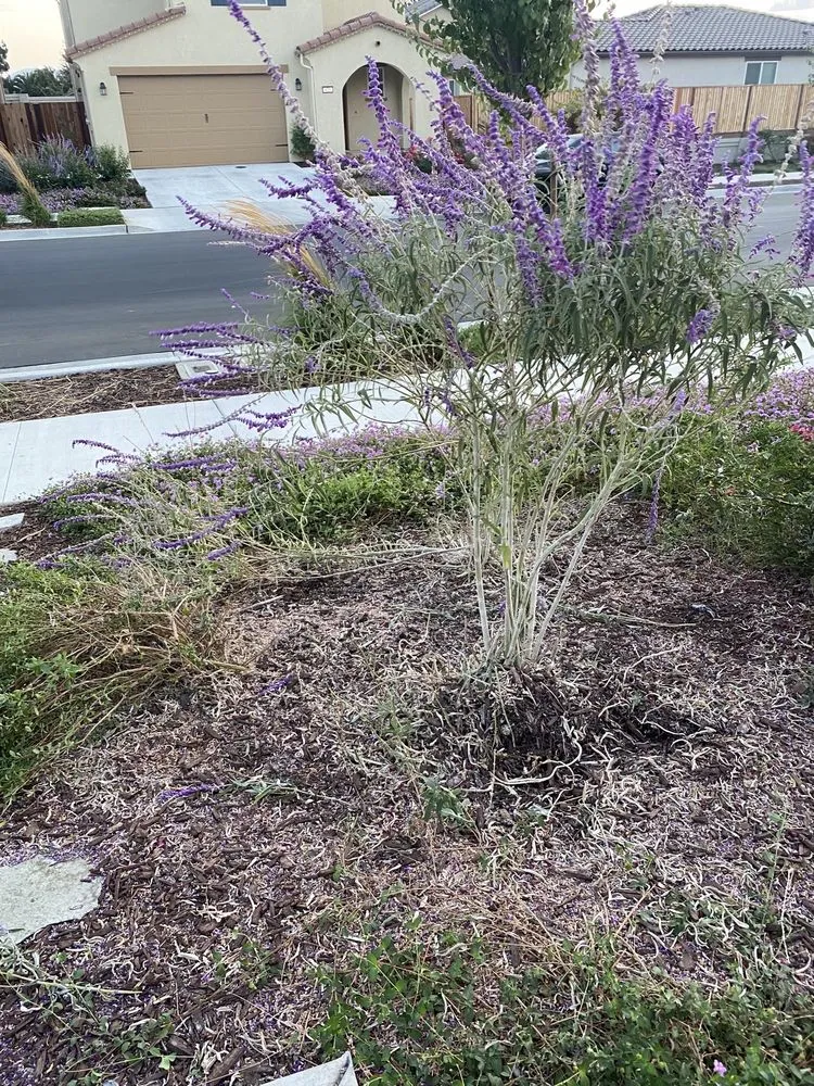 Professional landscaping services in Gilroy, CA by Alpine Landscapes