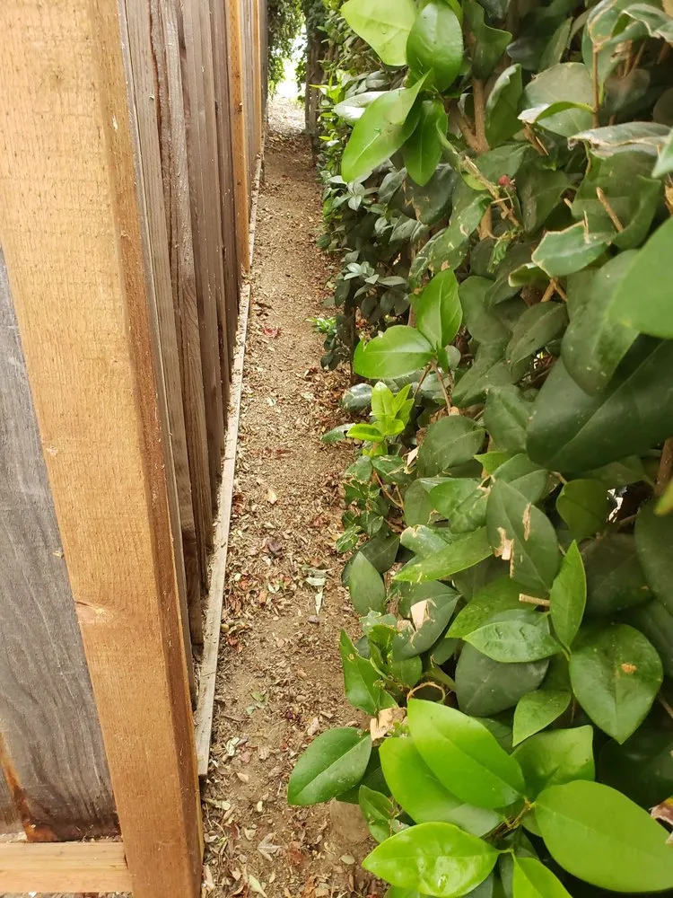 Professional yard maintenance in Gilroy, CA by Alpine Landscapes