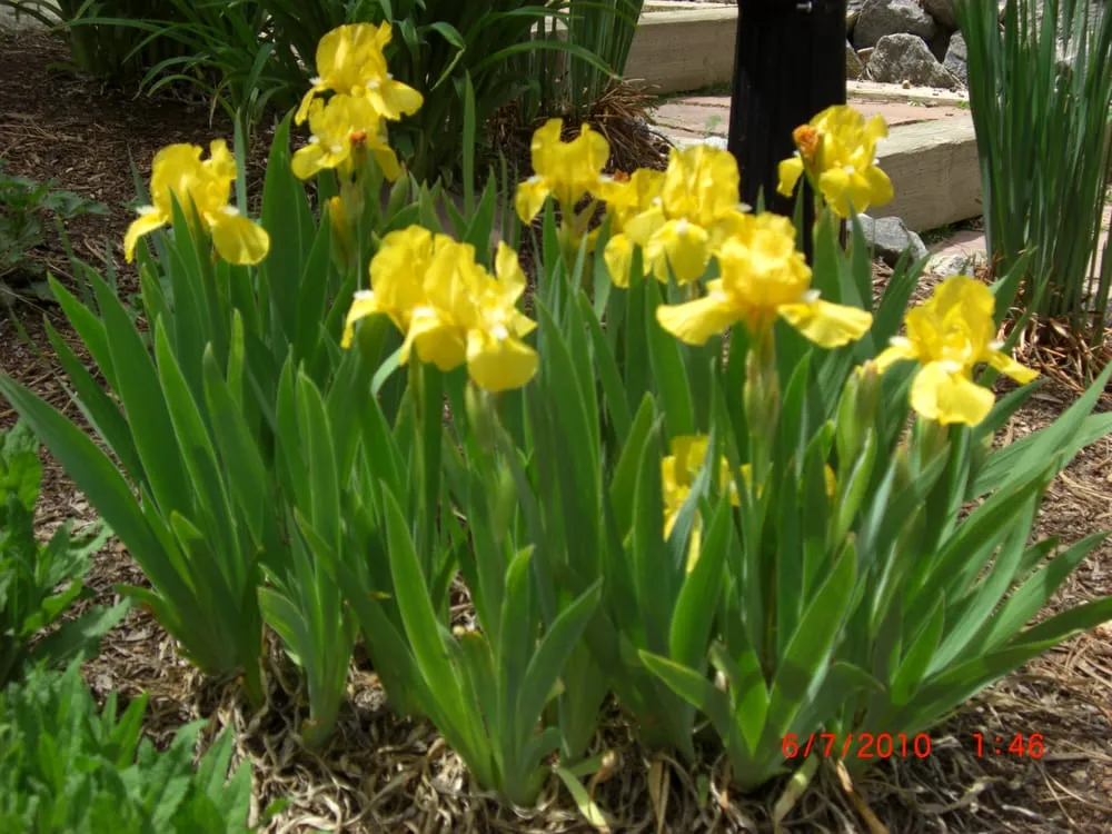 Professional residential landscaping in Evergreen, CO by Alpine Meadows