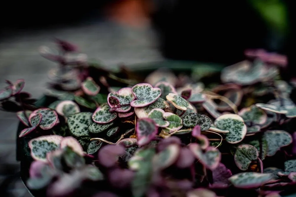 Trusted lawn mowing service in Puyallup, WA by Alpine Nursery & Landscape