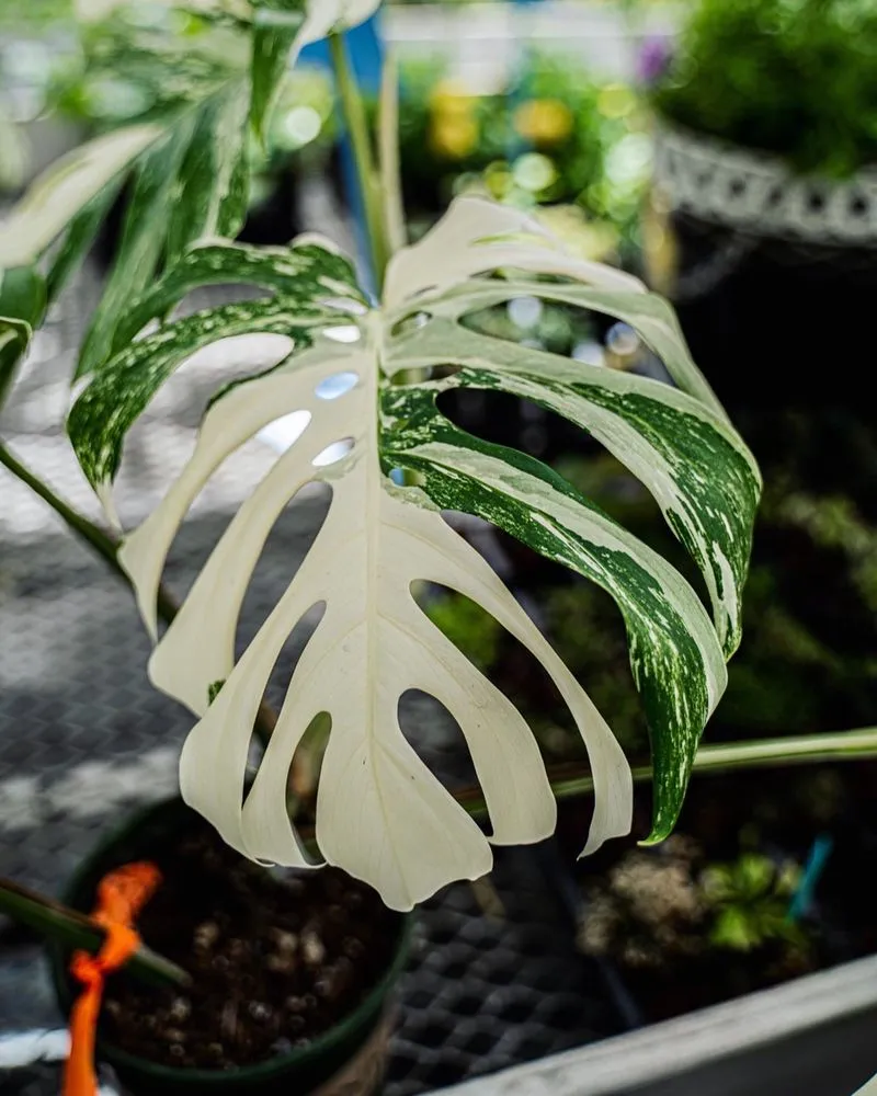 Trusted lawn mowing service in Puyallup, WA by Alpine Nursery & Landscape