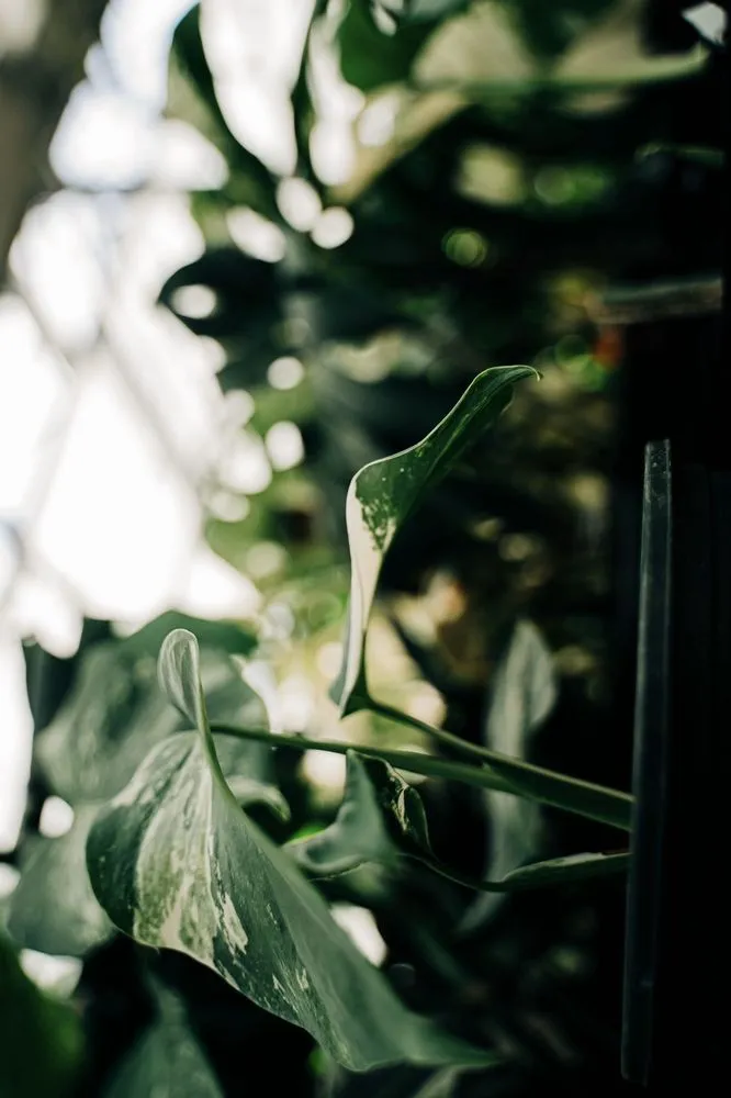 Top-rated yard maintenance in Puyallup, WA by Alpine Nursery & Landscape