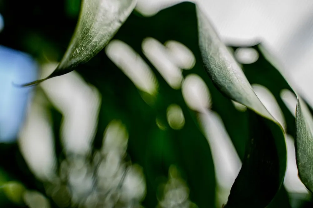 Top-rated landscaping services for residential properties in Puyallup, WA by Alpine Nursery & Landscape