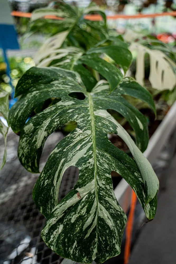 Local yard maintenance for beautiful yards in Puyallup, WA by Alpine Nursery & Landscape