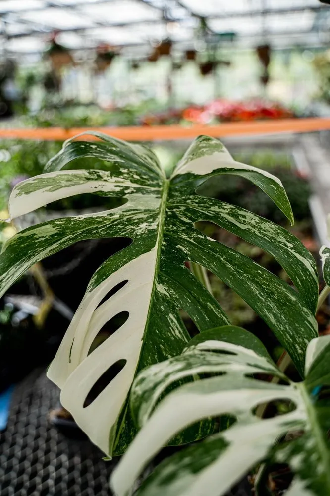 Professional landscape design for residential properties across Puyallup, WA - Alpine Nursery & Landscape