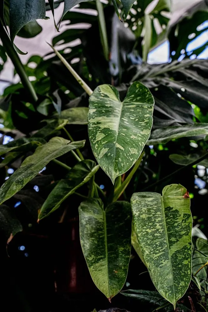 Top-rated lawn mowing service in Puyallup, WA - Alpine Nursery & Landscape