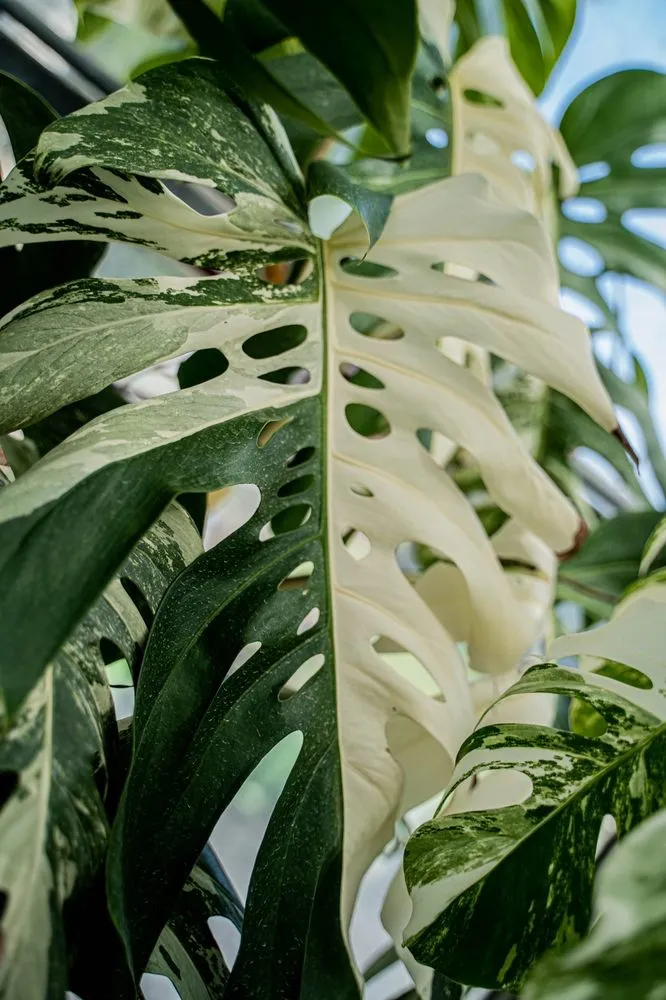 Custom landscape installation experts serving Puyallup, WA - Alpine Nursery & Landscape