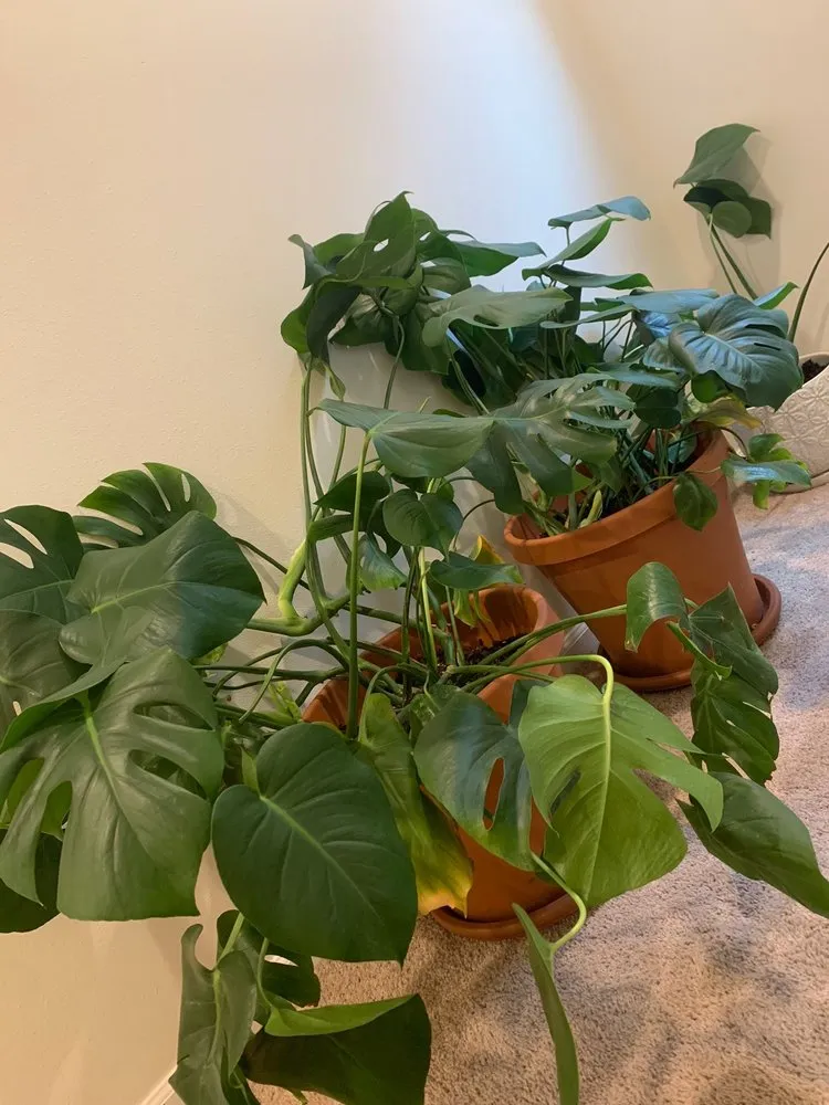 Trusted landscape installation in Puyallup, WA by Alpine Nursery & Landscape