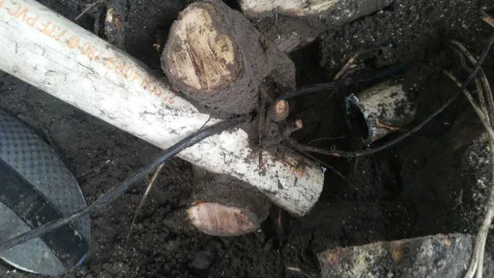 Professional lawn mowing service in Tampa, FL - Alpine Pro Lawn Irrigation