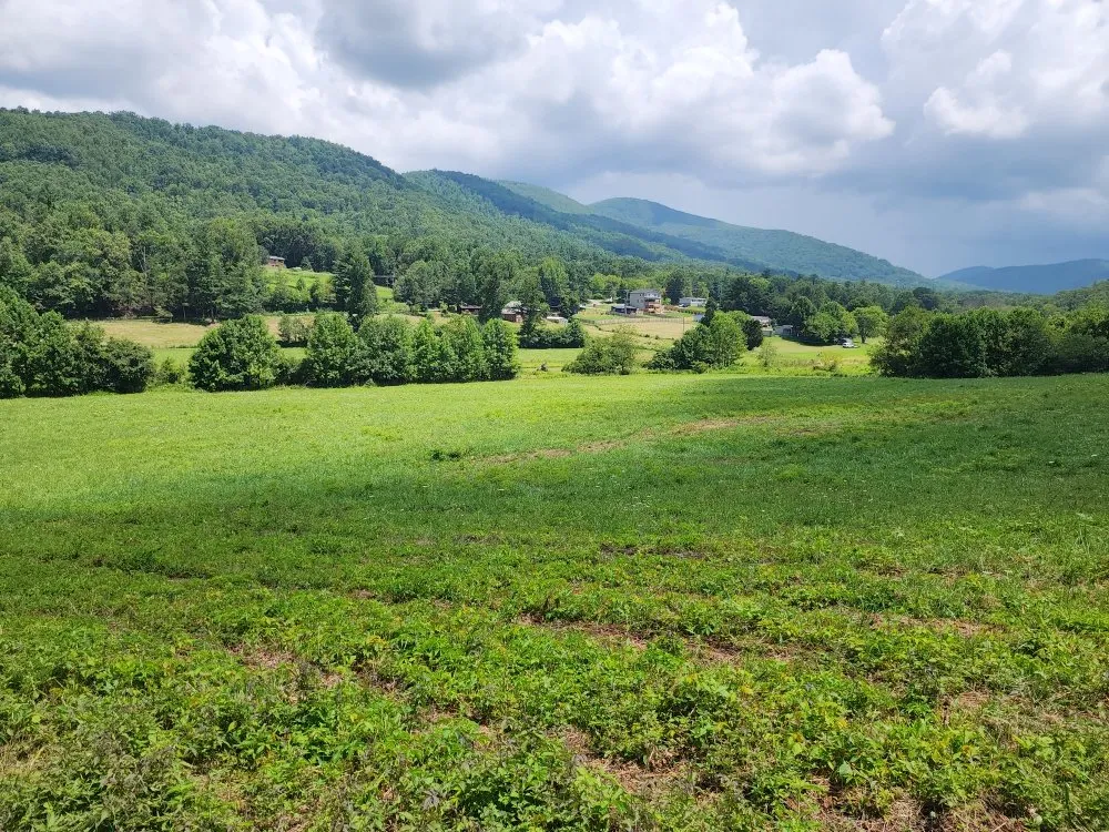 Expert yard cleanup service for homes in Black Mountain, NC by Alpine Terrain Services