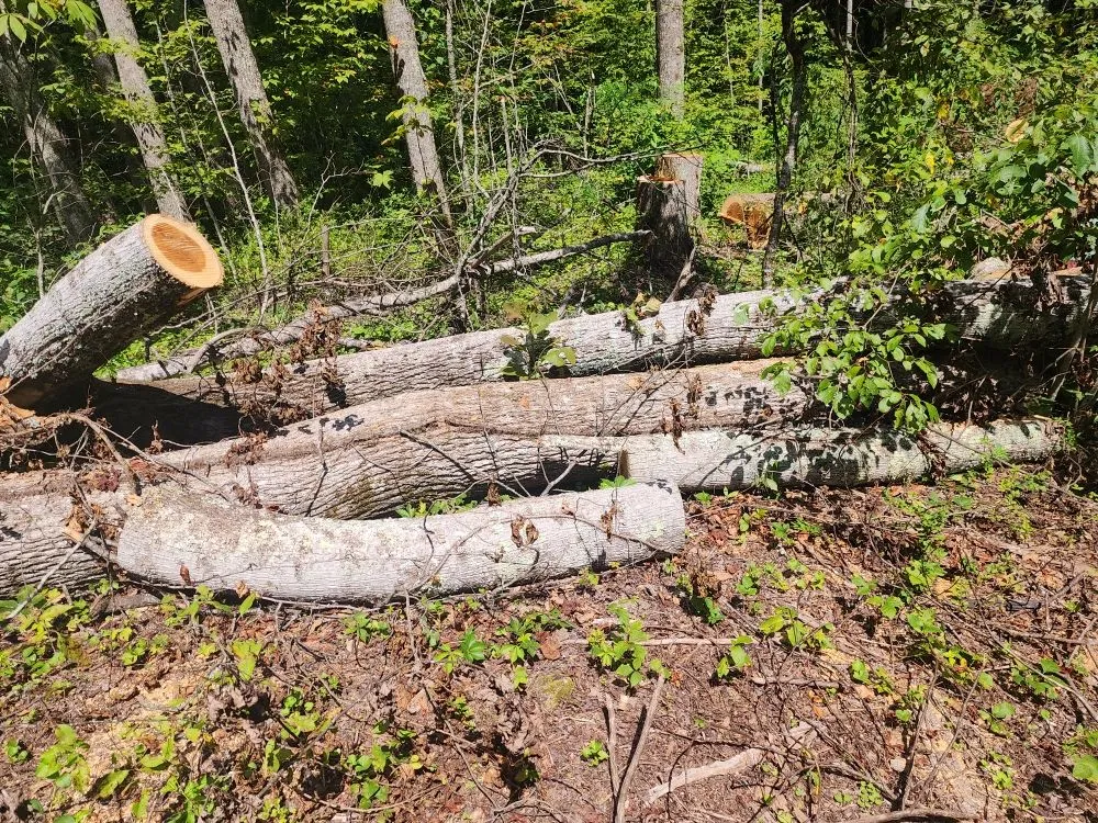 Reliable outdoor landscaping for homes in Black Mountain, NC by Alpine Terrain Services