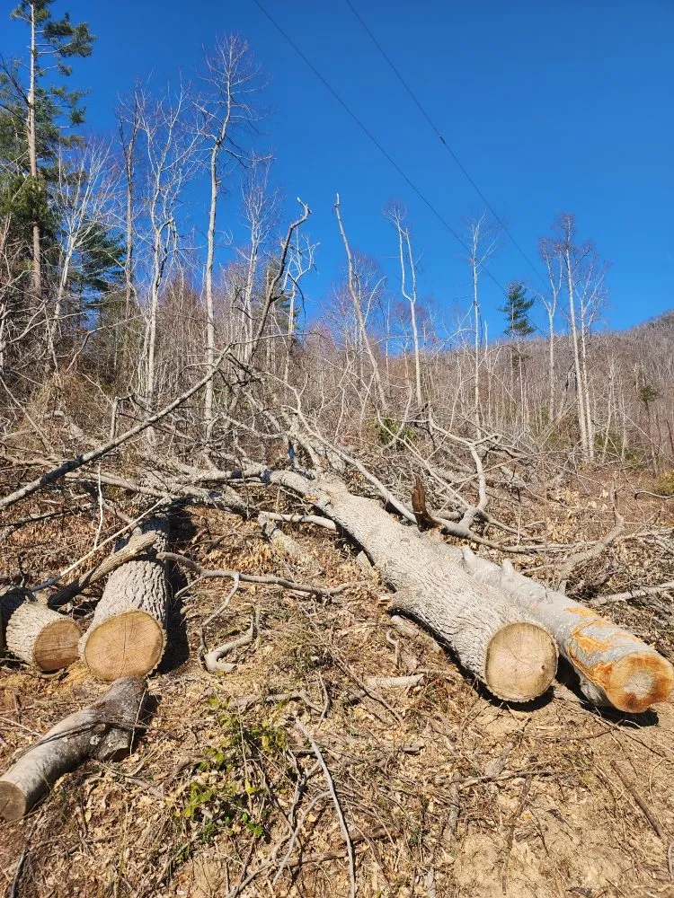 Local yard cleanup service for beautiful yards across Black Mountain, NC - Alpine Terrain Services