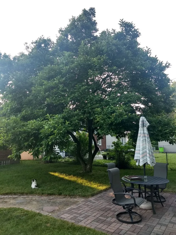 Professional lawn mowing service in Sterling Heights, MI by Alpine Tree and Lawn Care