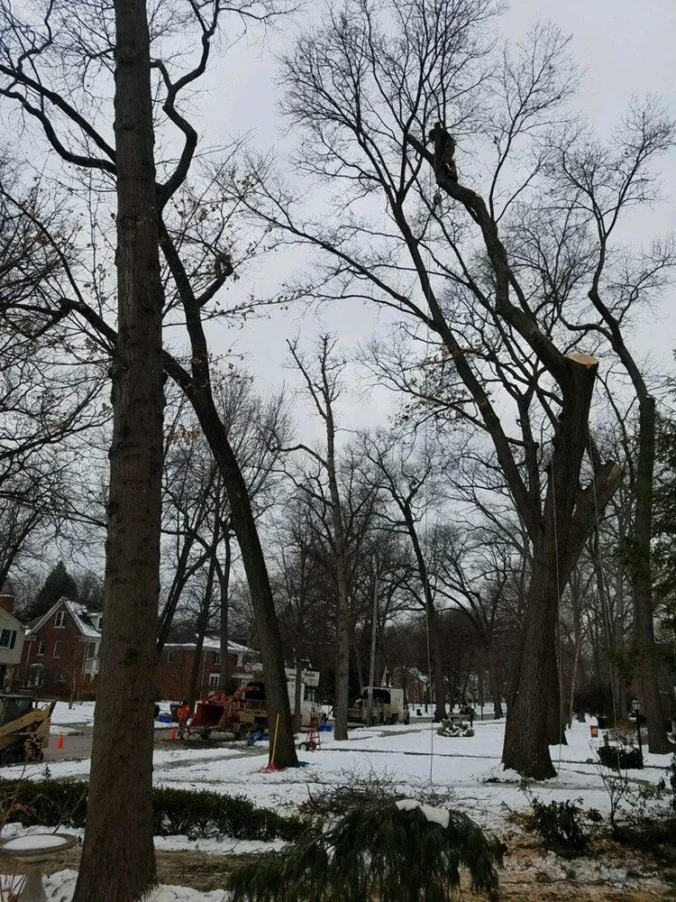 Custom yard cleanup service in Oxford, MI by Alpine Tree Service