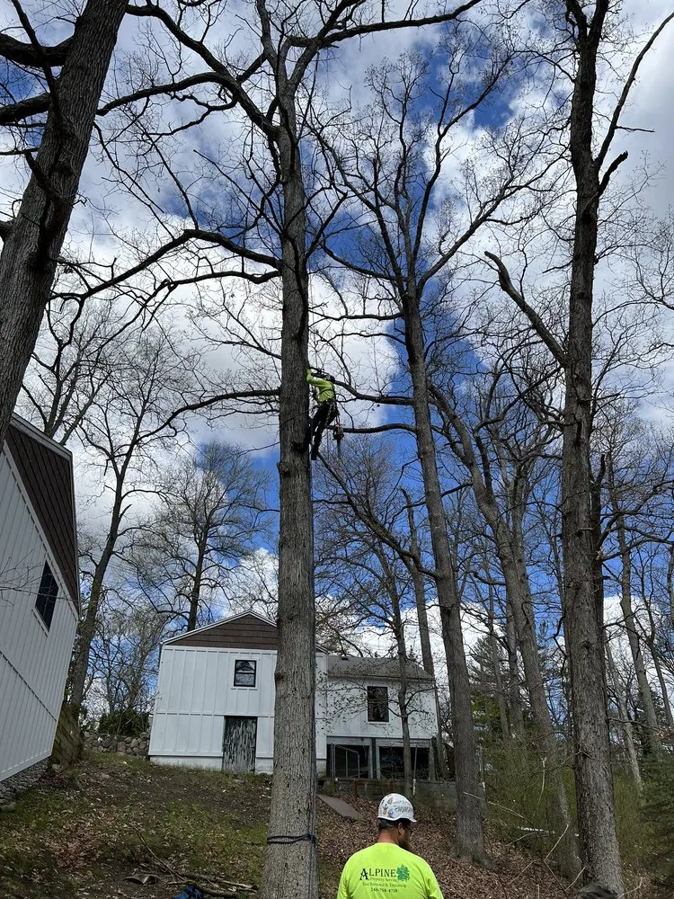 Custom residential landscaping for year-round maintenance across Oxford, MI - Alpine Tree Service