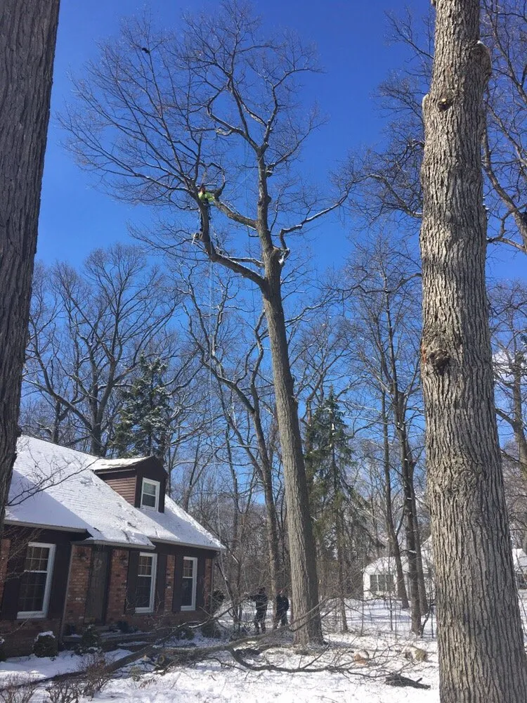 Top-rated landscape installation for year-round maintenance in Oxford, MI by Alpine Tree Service