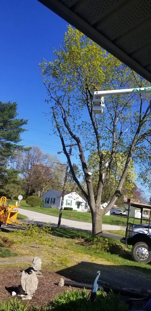 Local yard maintenance experts serving Stafford Springs, CT - Alpine Tree