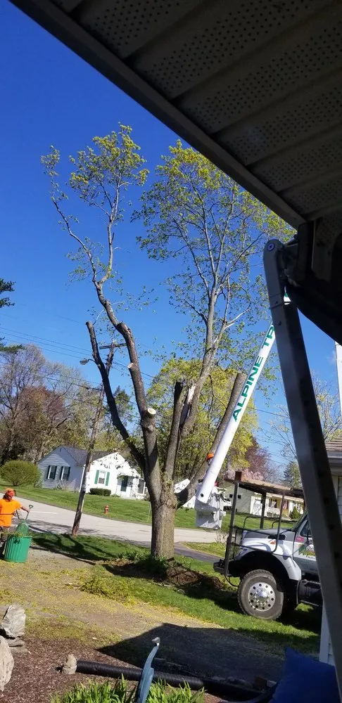 Trusted outdoor landscaping for beautiful yards in Stafford Springs, CT by Alpine Tree