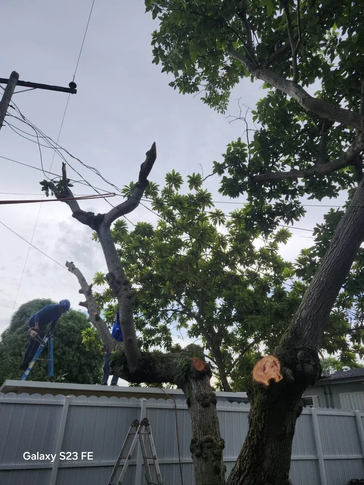 Trusted residential landscaping in Miami, FL by Alpopa Gardenes Services