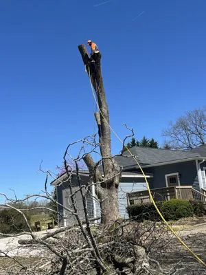 Al's Above and Beyond Tree and Lawn Services Logo