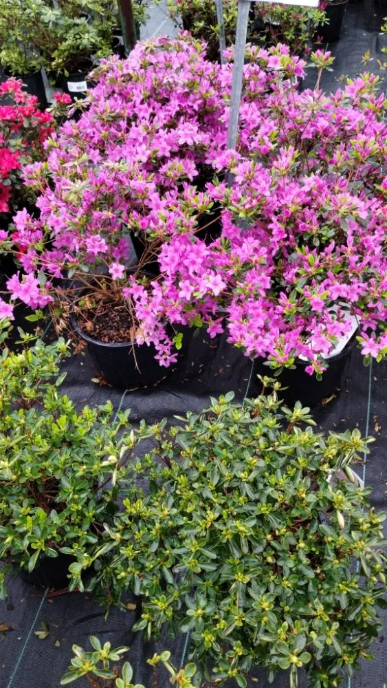 Reliable landscape design experts serving Ortonville, MI - Al's Complete Outdoor Services