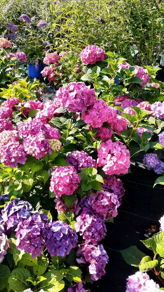 Affordable landscape design in Ortonville, MI by Al's Complete Outdoor Services