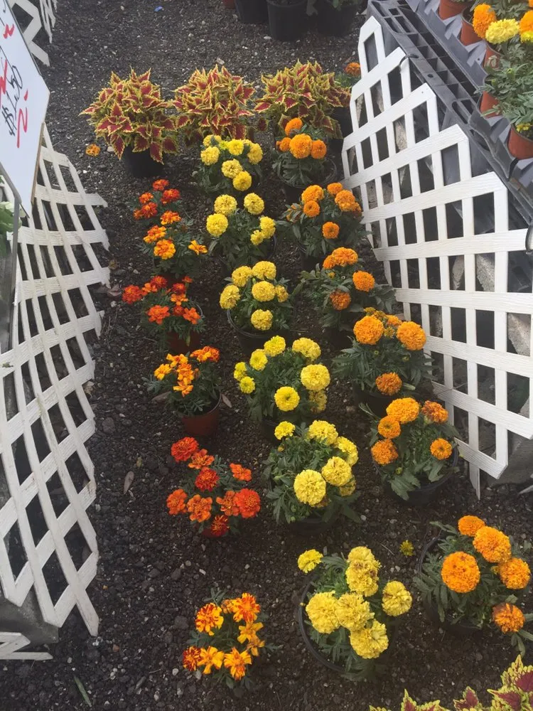 Local landscape installation in Lake Worth, FL by Al's Landscape Contracting