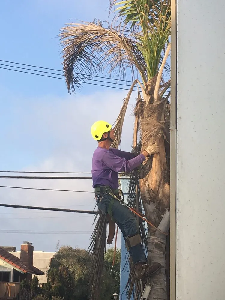 Custom residential landscaping in Playa Del Rey, CA by Al's Landscaping