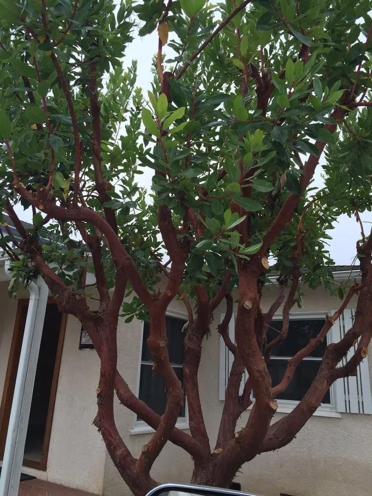 Top-rated garden landscaping experts serving Playa Del Rey, CA - Al's Landscaping