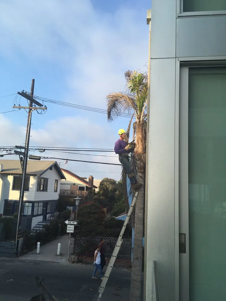 Local landscaping services for homes across Playa Del Rey, CA - Al's Landscaping