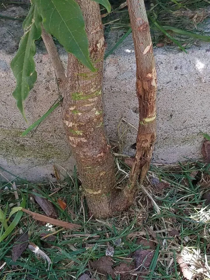 Top-rated outdoor landscaping in Ashland, MA - Al's Landscaping Service