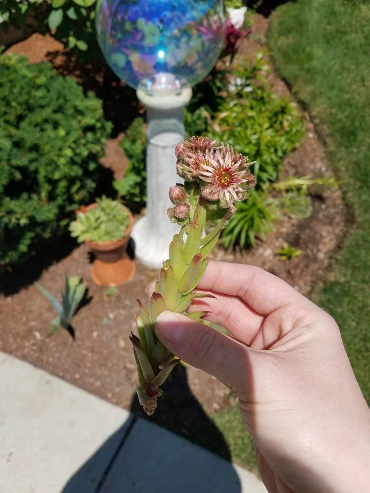 Local garden landscaping for outdoor upgrades across Ashland, MA - Al's Landscaping Service