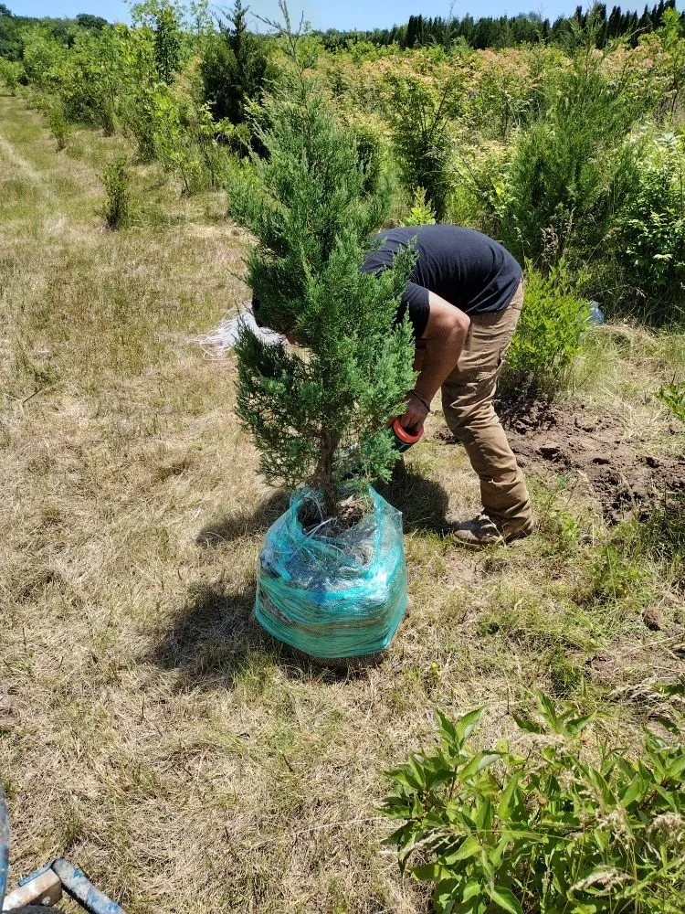 Reliable lawn care service experts serving Batavia, IL - Al's Landscaping Services and associates