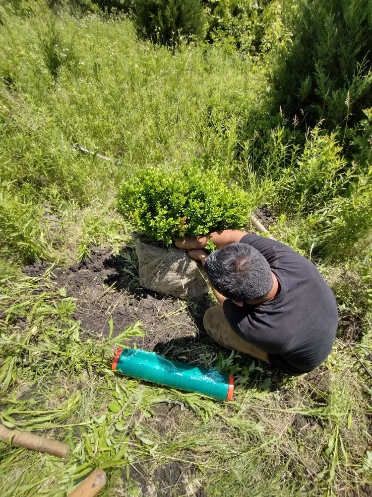 Trusted landscape design experts serving Batavia, IL - Al's Landscaping Services and associates