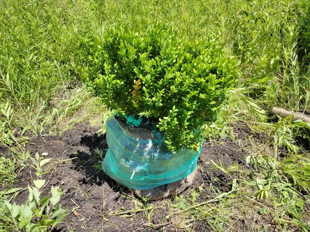 Custom lawn care service for year-round maintenance across Batavia, IL - Al's Landscaping Services and associates