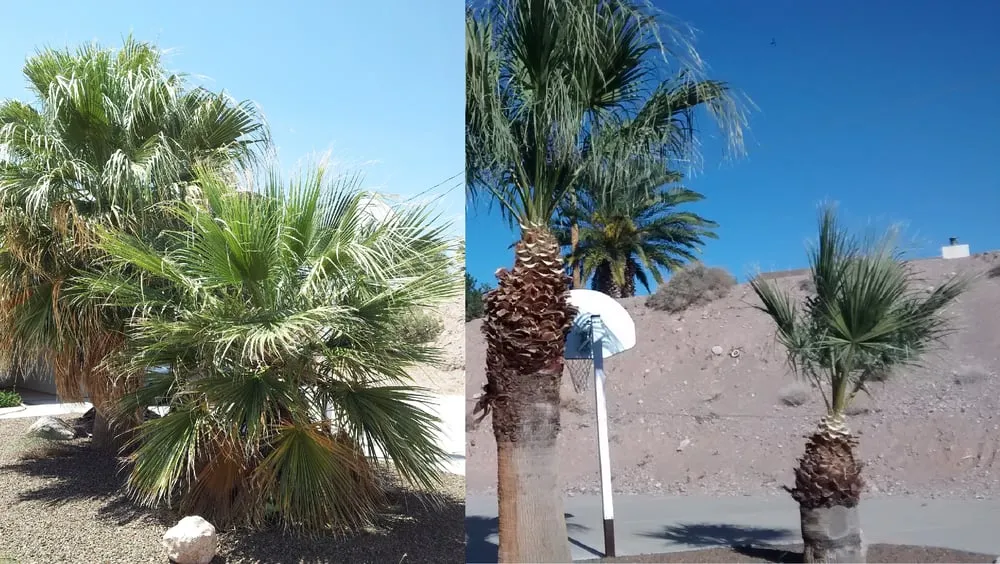 Affordable lawn mowing service in Laughlin, NV - Al's Landscaping Services of Laughlin