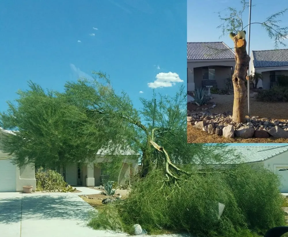 Reliable lawn mowing service in Laughlin, NV by Al's Landscaping Services of Laughlin