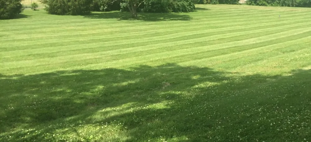 Trusted yard cleanup service experts serving Franklin, TN - Al's Lawn Care