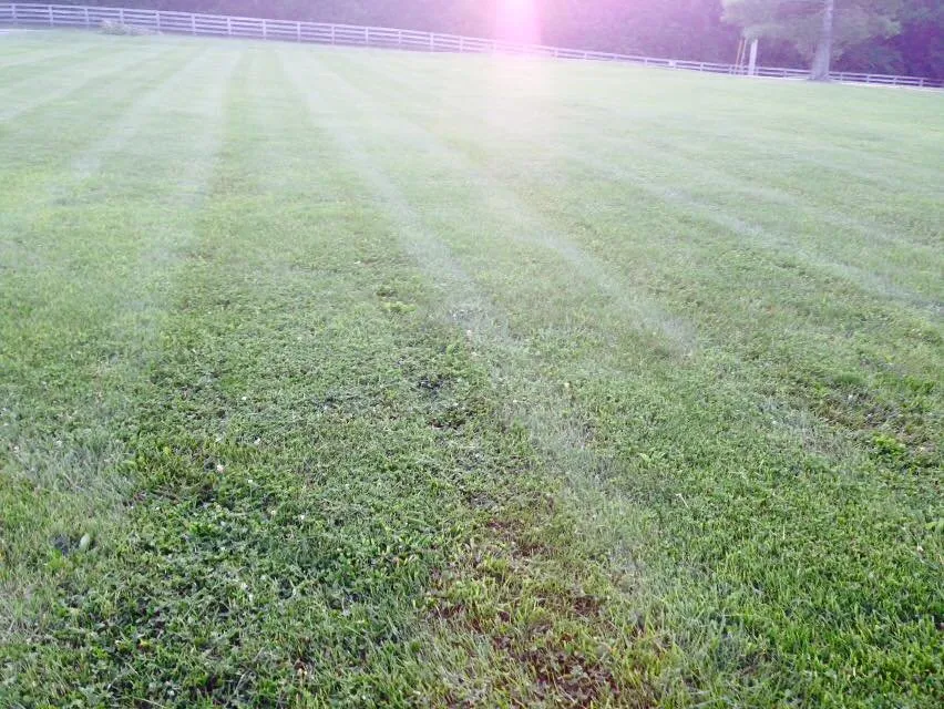 Affordable yard cleanup service in Franklin, TN by Al's Lawn Care