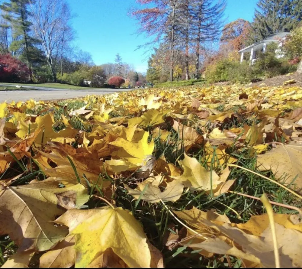 Professional landscape design in Dixon, IL by Als  Lawn. Maintenance