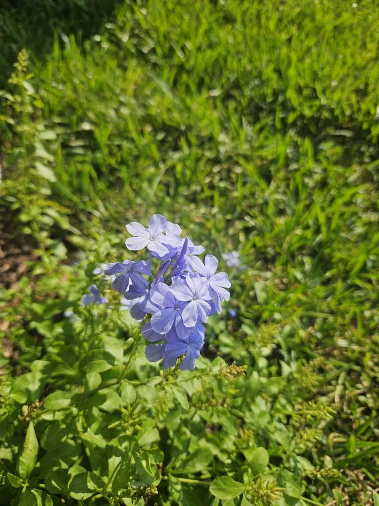 Reliable outdoor landscaping for year-round maintenance across San Antonio, TX - ALS Quality Landscaping
