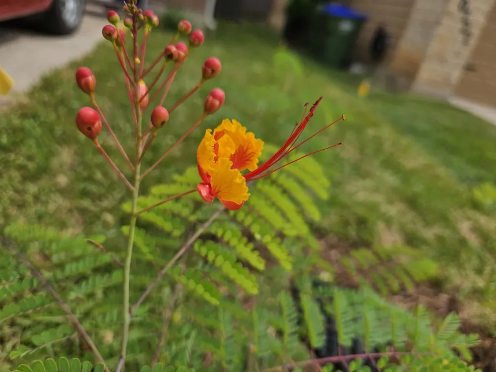 Professional garden landscaping experts serving San Antonio, TX - ALS Quality Landscaping