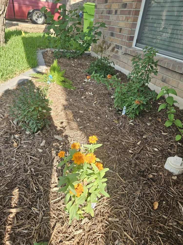 Reliable lawn care service in San Antonio, TX by ALS Quality Landscaping