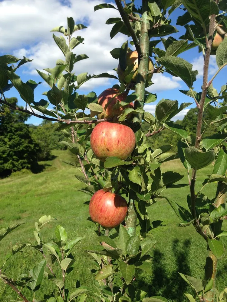 Affordable landscape installation experts serving Southbury, CT - Al's Tree and Shrub Care