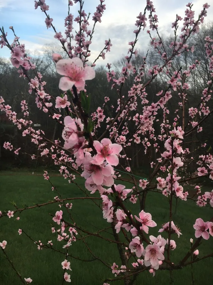 Expert landscaping services with custom design across Southbury, CT - Al's Tree and Shrub Care