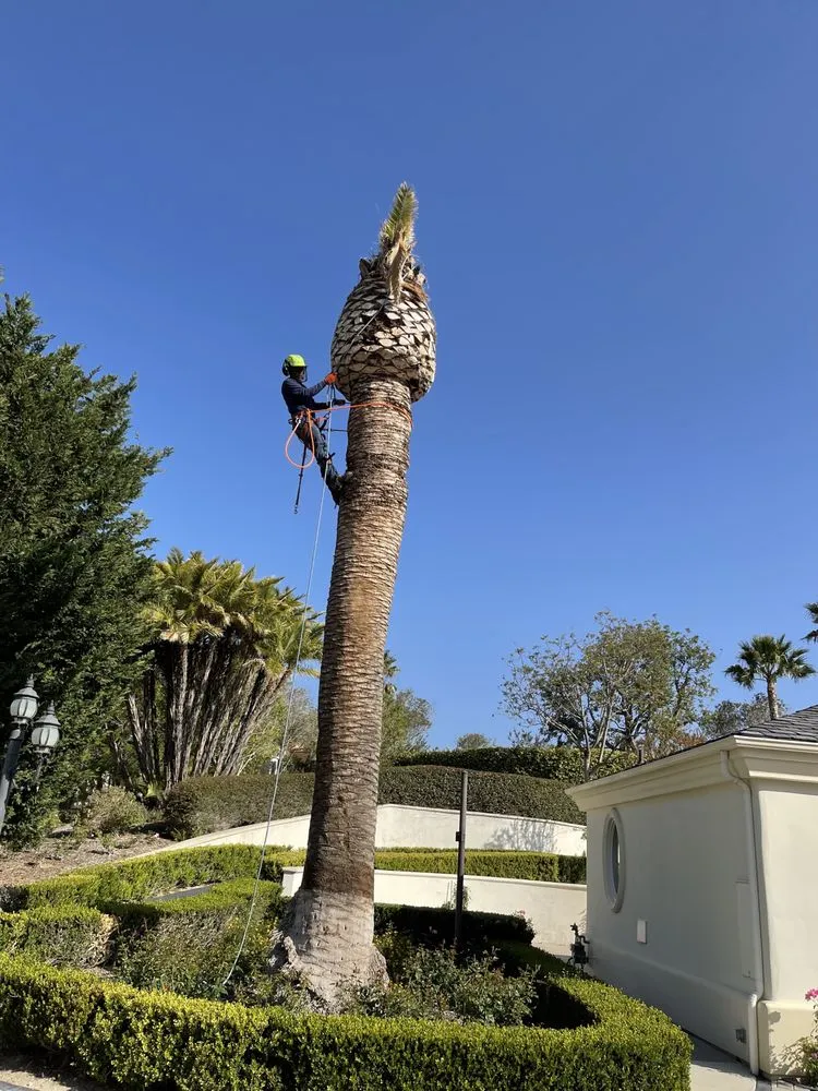 Expert landscaping services in Camarillo, CA - Al’s Tree Service & Landscapes