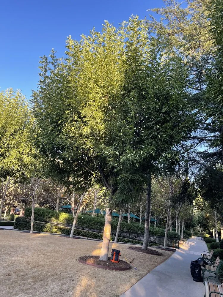 Expert garden landscaping for outdoor upgrades across Camarillo, CA - Al’s Tree Service & Landscapes